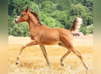 Arabian horses, Stallion, 1 year, 15.2 hh, Brown