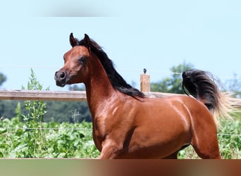 Arabian horses, Stallion, 1 year, 15,2 hh, Brown