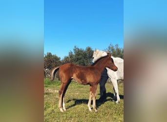 Arabian horses, Stallion, 1 year, 15,2 hh, Chestnut