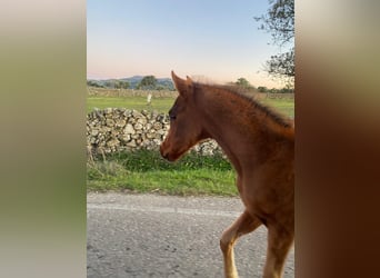 Arabian horses, Stallion, 1 year, 15,2 hh, Chestnut