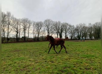 Arabian horses, Stallion, 1 year, 15,2 hh, Chestnut