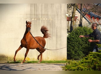 Arabian horses, Stallion, 1 year, 15.2 hh, Chestnut-Red