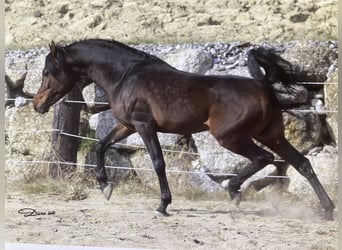 Arabian horses, Stallion, 1 year, 15.2 hh, Chestnut-Red