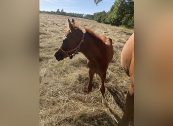 Arabian horses, Stallion, 1 year, 15.2 hh, Chestnut-Red