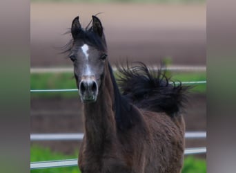Arabian horses, Stallion, 1 year, 15.2 hh, Gray