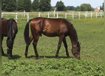Arabian horses, Stallion, 1 year, 15.2 hh, Smoky-Black