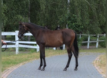Arabian horses, Stallion, 1 year, 15.2 hh, Smoky-Black