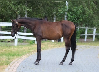 Arabian horses, Stallion, 1 year, 15.2 hh, Smoky-Black