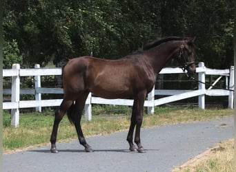 Arabian horses, Stallion, 1 year, 15.2 hh, Smoky-Black
