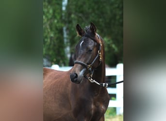 Arabian horses, Stallion, 1 year, 15.2 hh, Smoky-Black