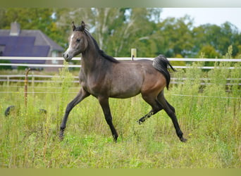 Arabian horses, Stallion, 1 year, 15,3 hh, Gray