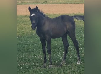 Arabian horses, Stallion, 1 year, 15 hh, Black