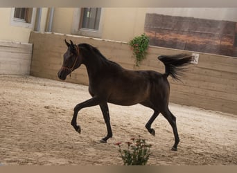 Arabian horses, Stallion, 1 year, 15 hh