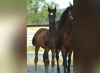 Arabian horses, Stallion, 1 year, 15 hh, Brown