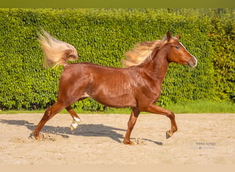 Arabian horses, Stallion, 1 year, 15 hh, Chestnut-Red