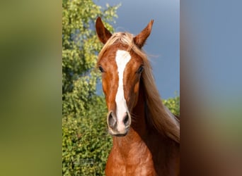 Arabian horses, Stallion, 1 year, 15 hh, Chestnut-Red