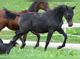 Arabian horses, Stallion, 1 year, 15 hh, Gray