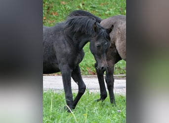 Arabian horses, Stallion, 1 year, 15 hh, Gray