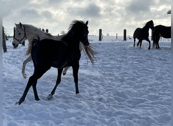 Arabian horses, Stallion, 1 year, 15 hh, Gray-Dark-Tan