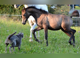 Arabian horses, Stallion, 1 year, 15 hh, Gray