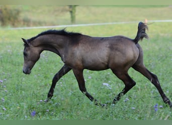 Arabian horses, Stallion, 1 year, 15 hh, Gray