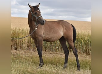 Arabian horses, Stallion, 1 year, 15 hh, Grey-Fleabitten