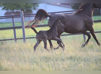 Arabian horses, Stallion, 1 year, 15 hh