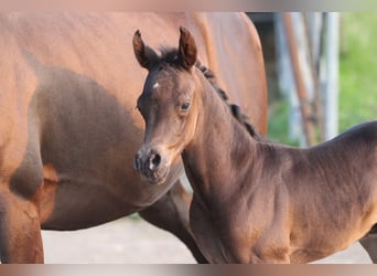 Arabian horses, Stallion, 1 year, 15 hh