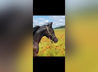 Arabian horses, Stallion, 1 year, 15,1 hh, Black