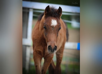 Arabian horses, Stallion, 1 year, 15,1 hh, Brown