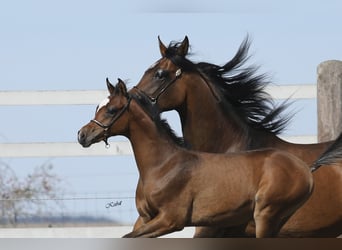 Arabian horses, Stallion, 1 year, 15,1 hh, Brown