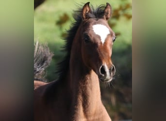 Arabian horses, Stallion, 1 year, 15,1 hh, Brown
