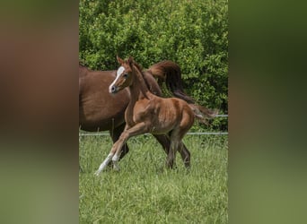 Arabian horses, Stallion, 1 year, 15,1 hh, Grey