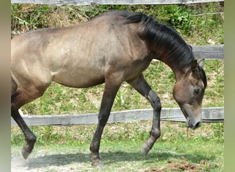 Arabian horses, Stallion, 1 year, 15,1 hh, Grey