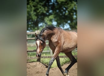 Arabian horses, Stallion, 1 year, 15,1 hh, Grey