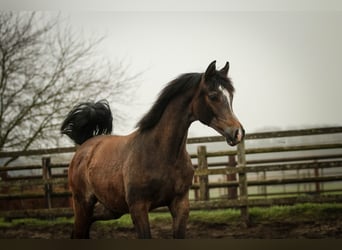 Arabian horses, Stallion, 1 year, 15,1 hh, Grey