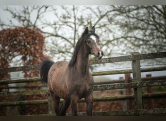 Arabian horses, Stallion, 1 year, 15,1 hh, Grey