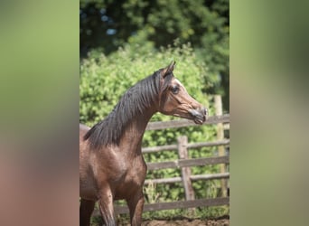 Arabian horses, Stallion, 1 year, 15,1 hh, Grey