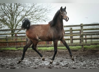 Arabian horses, Stallion, 1 year, 15,1 hh, Grey