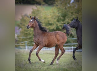 Arabian horses, Stallion, 1 year, 15,2 hh, Bay-Dark