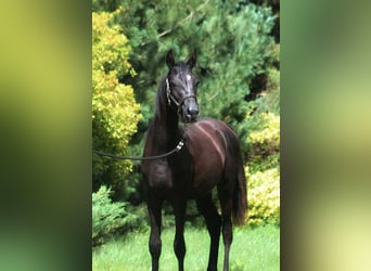 Arabian horses, Stallion, 1 year, 15,2 hh, Black