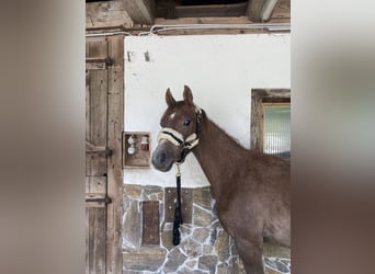 Arabian horses, Stallion, 1 year, 16 hh, Grey
