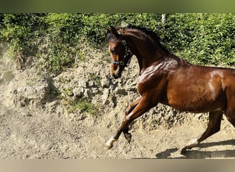 Arabian horses, Stallion, 1 year, Bay