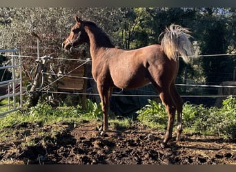 Arabian horses, Stallion, 1 year, Bay