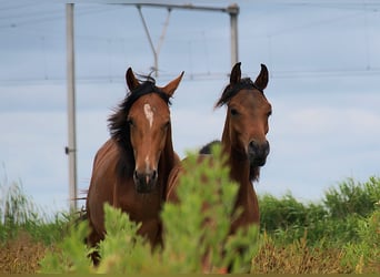 Arabian horses, Stallion, 1 year, Bay-Dark