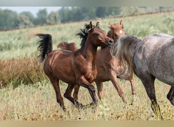 Arabian horses, Stallion, 1 year, Bay-Dark