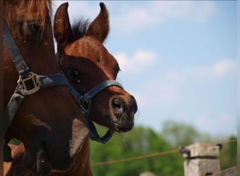 Arabian horses, Stallion, 1 year, Bay-Dark