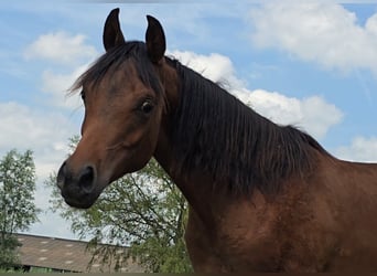 Arabian horses, Stallion, 1 year, Bay-Dark