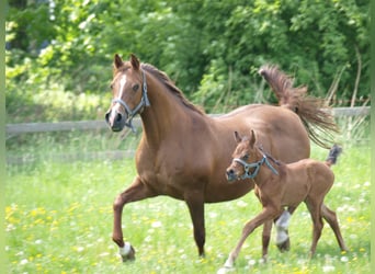 Arabian horses, Stallion, 1 year, Bay-Dark