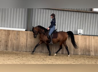 Arabian horses, Stallion, 1 year, Bay-Dark